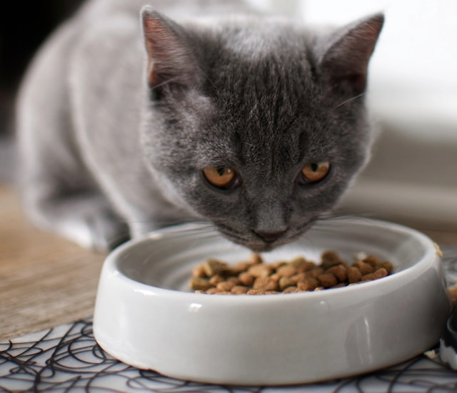 Picture for category Cat Food